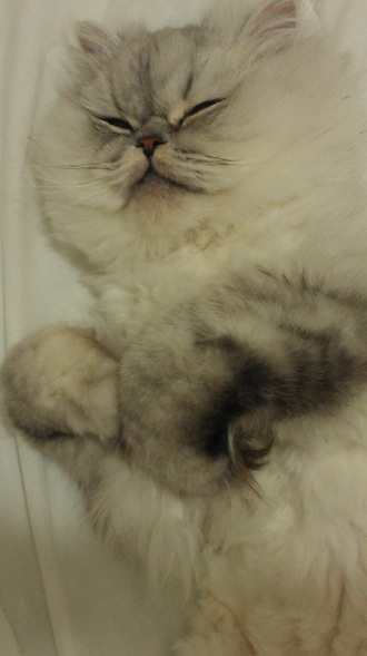 pewter persian chinchilla